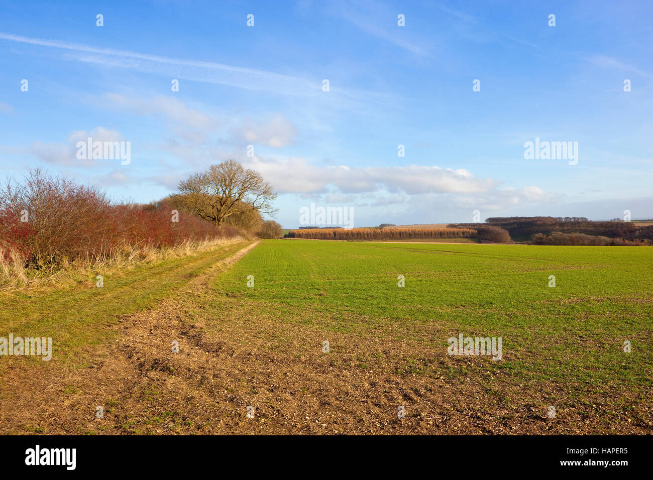 Weißdorn Hecke mit roten Beeren durch einen grasbewachsenen Fußweg und ein Sämling Getreideart in der Yorkshire Wolds Landschaft Stockfoto