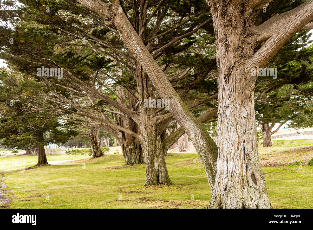 Massive Oceanside Eichen in der Nähe von Monterey Stockfoto