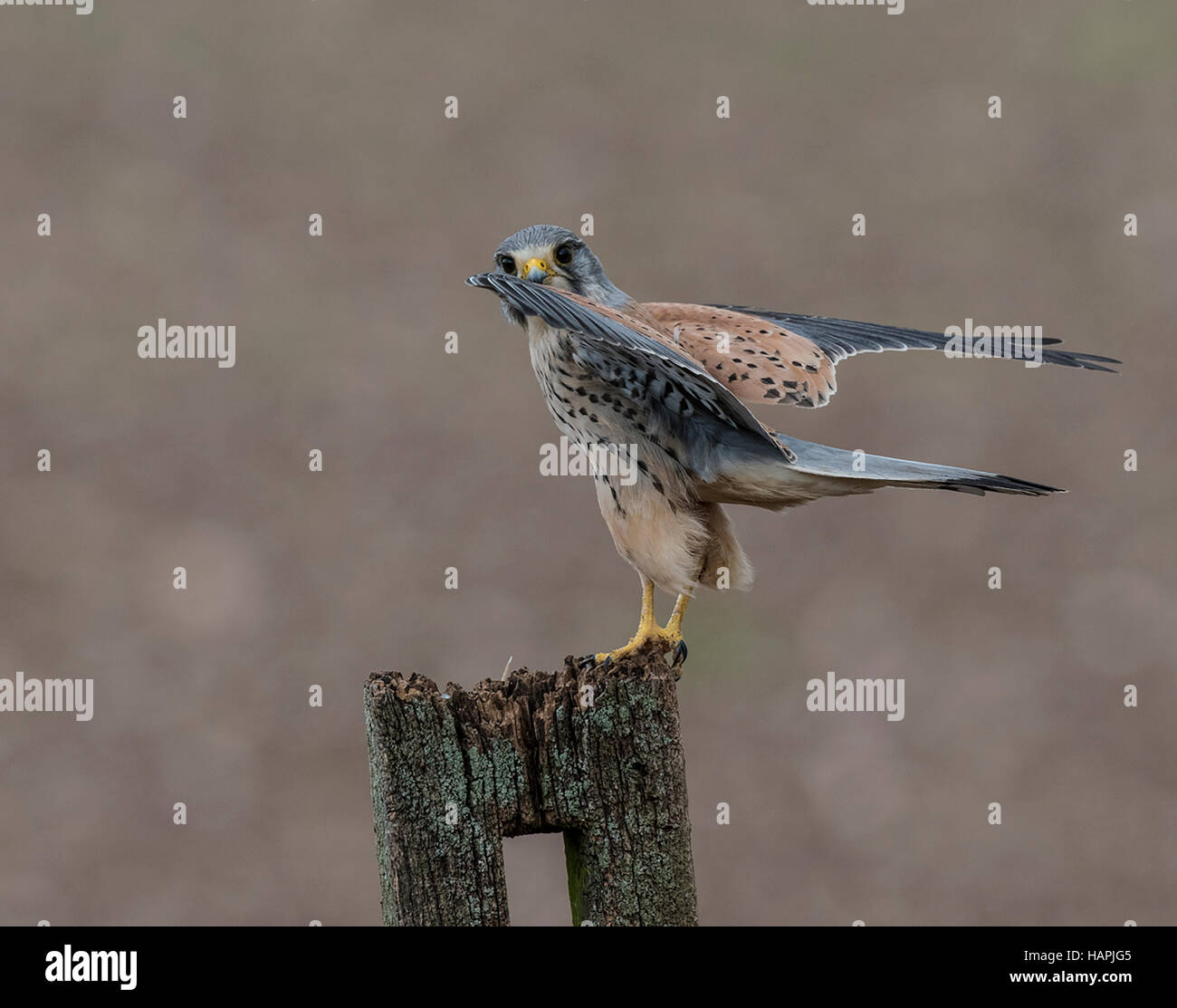 Männlicher Turmfalke ansehen Umgebung Stockfoto