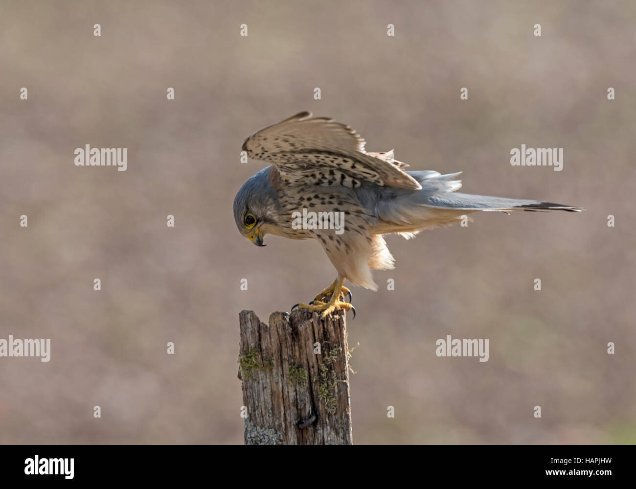 Männlicher Turmfalke nur Landung Stockfoto