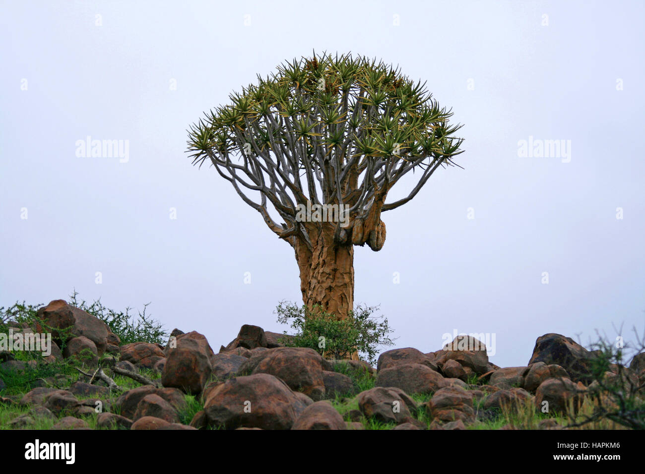 Quivertree. Namibia Stockfoto