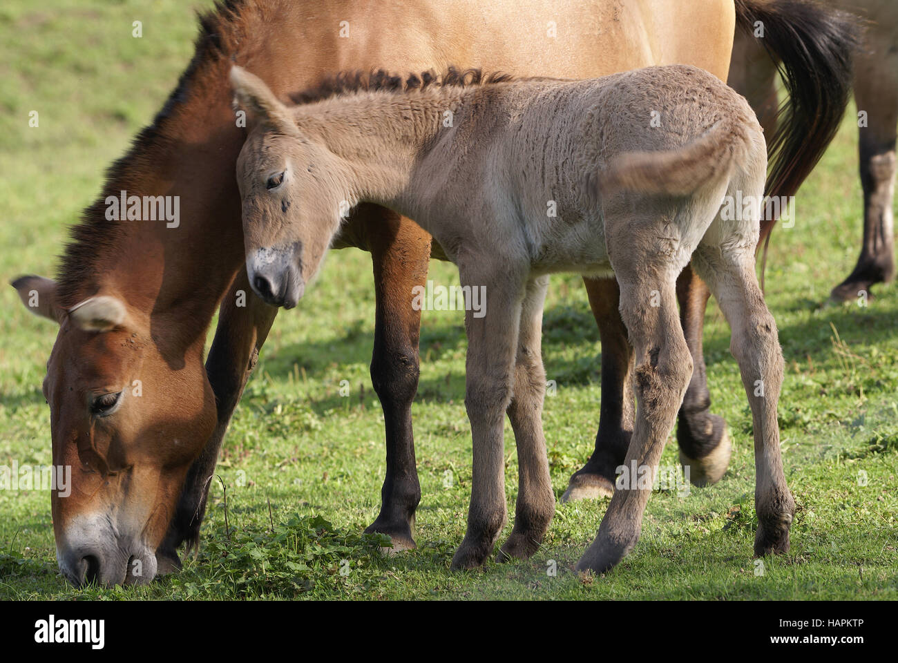 Przewalskipferd, Przewalski-Pferd Stockfoto
