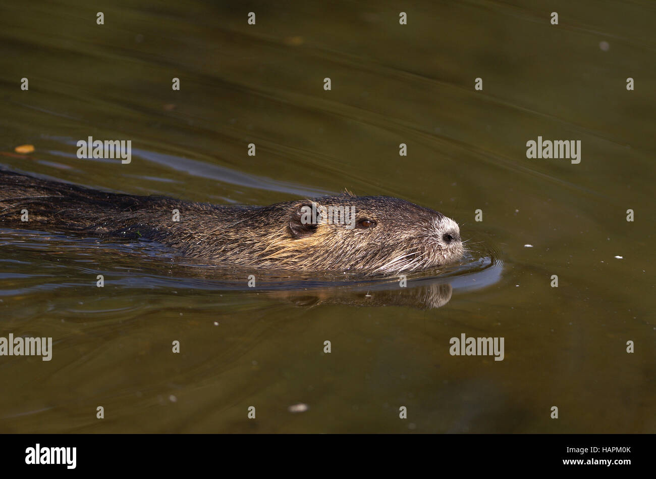 Biberratte, Nutria Stockfoto