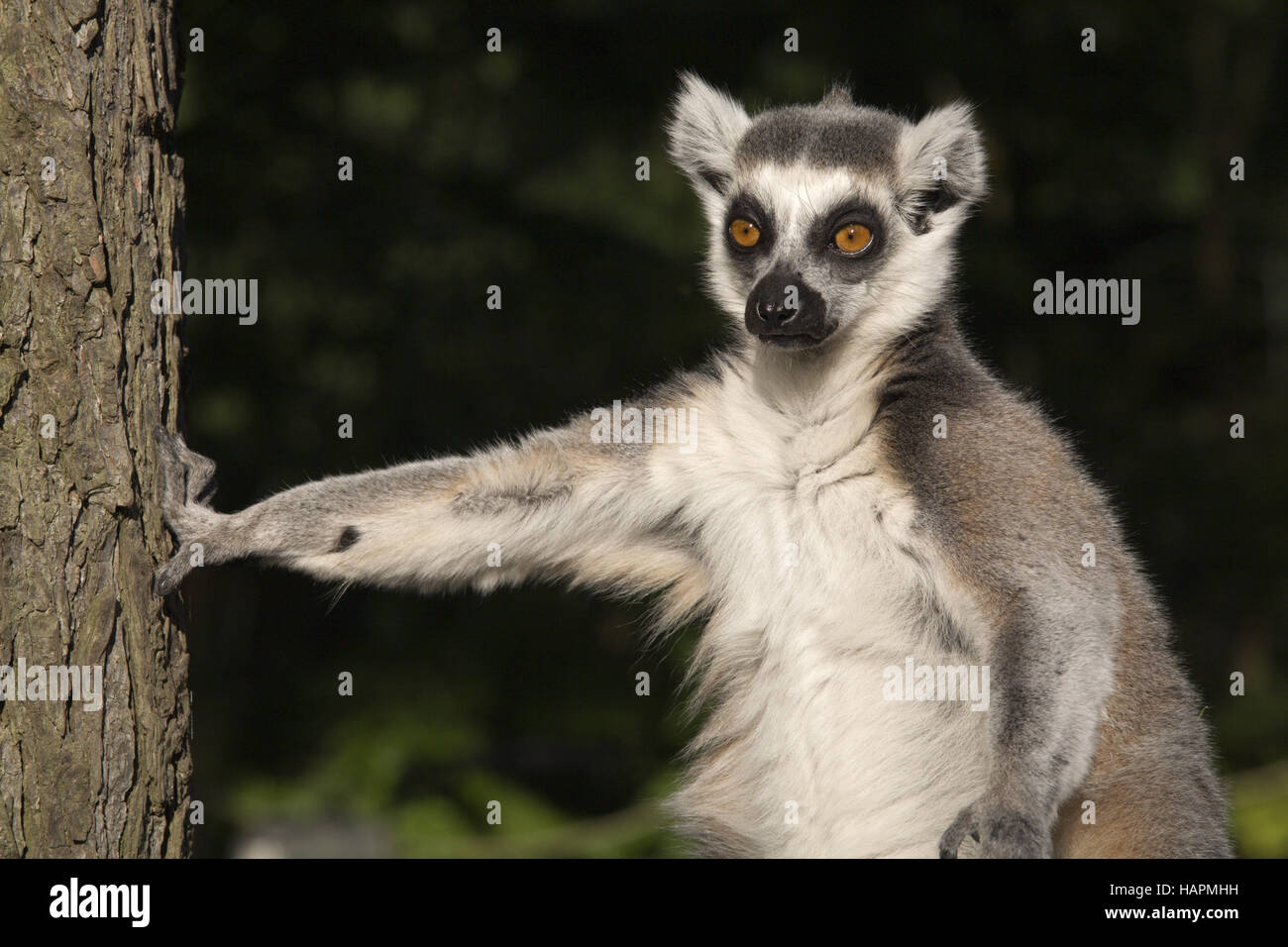 Katta halosning fotosurati Katta halosning fotosurati