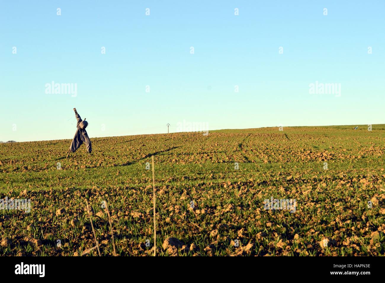 Vogelscheuche auf ein Feld der jungen Triebe unter einem Sonnenuntergang Stockfoto