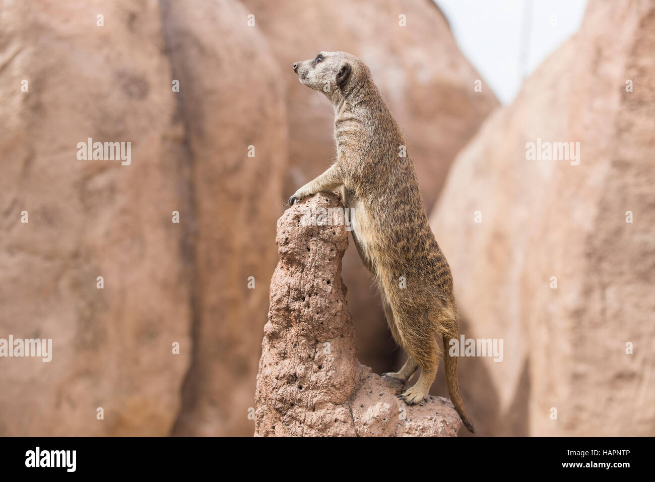Ein Erdmännchen Krieger: auf der Suche nach Raubtiere. Stockfoto