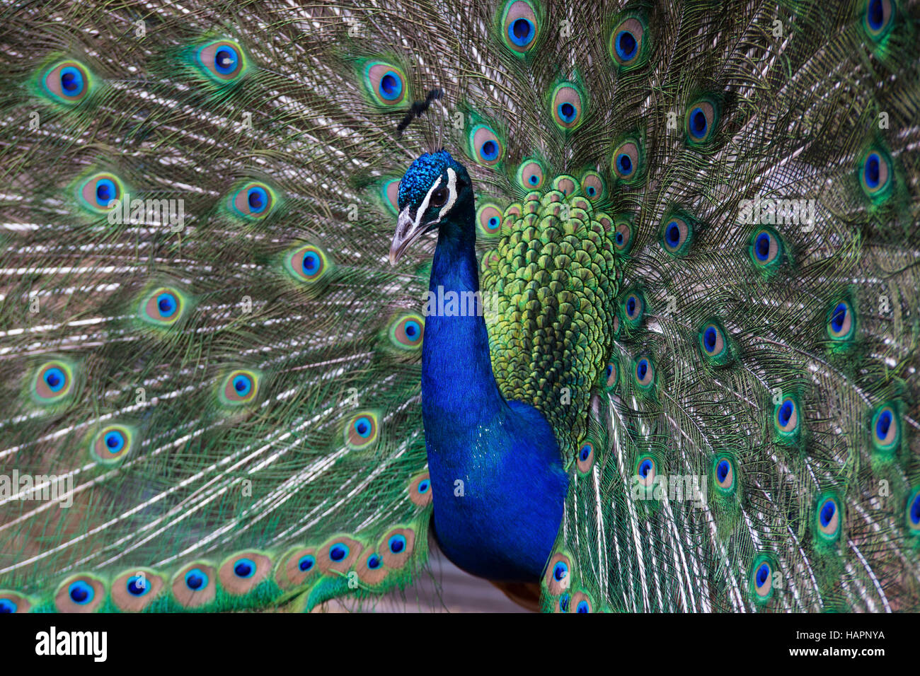 Männlicher Pfau mit aufgefächerten Schwanzfedern. Stockfoto