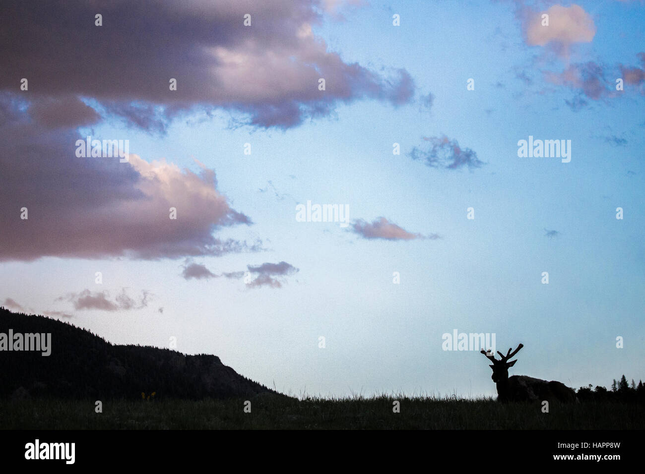 Männliche Elche Verlegung auf einem Hügel in der Silhouette. Stockfoto