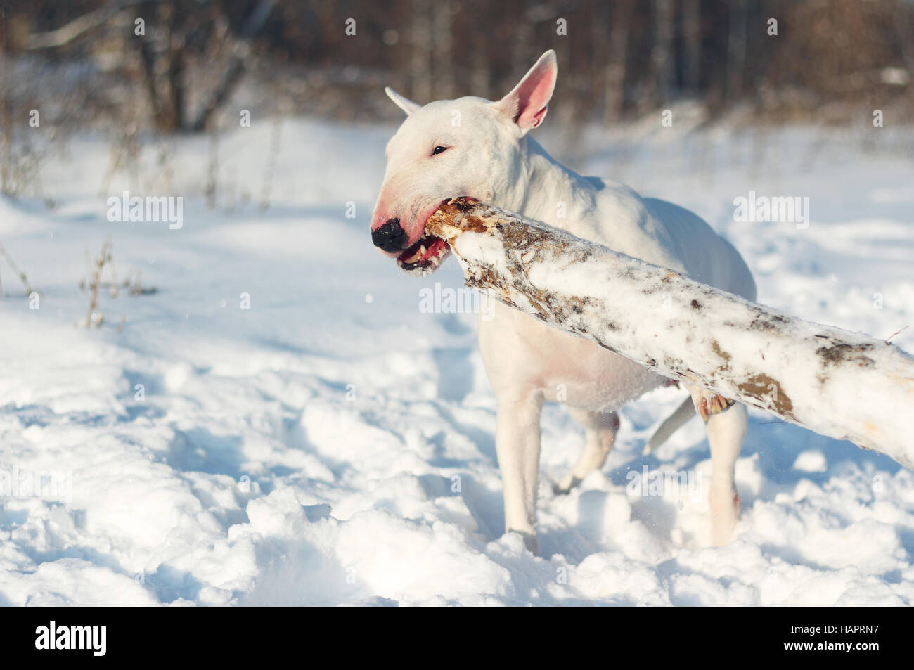 White English Bull Terrier spielen mit einem Stock auf die Natur Stockfoto