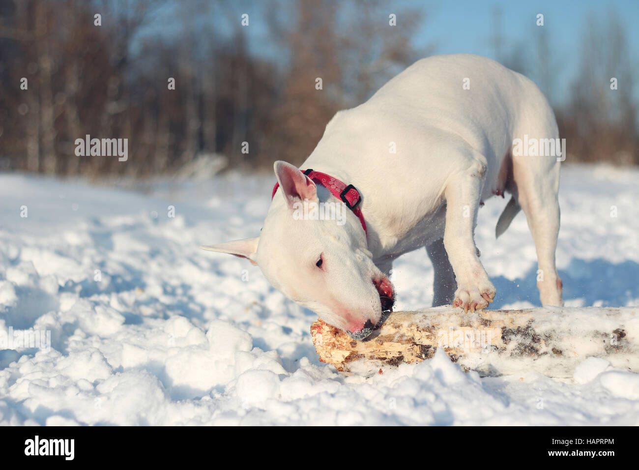 White English Bull Terrier spielen mit einem Stock auf die Natur Stockfoto