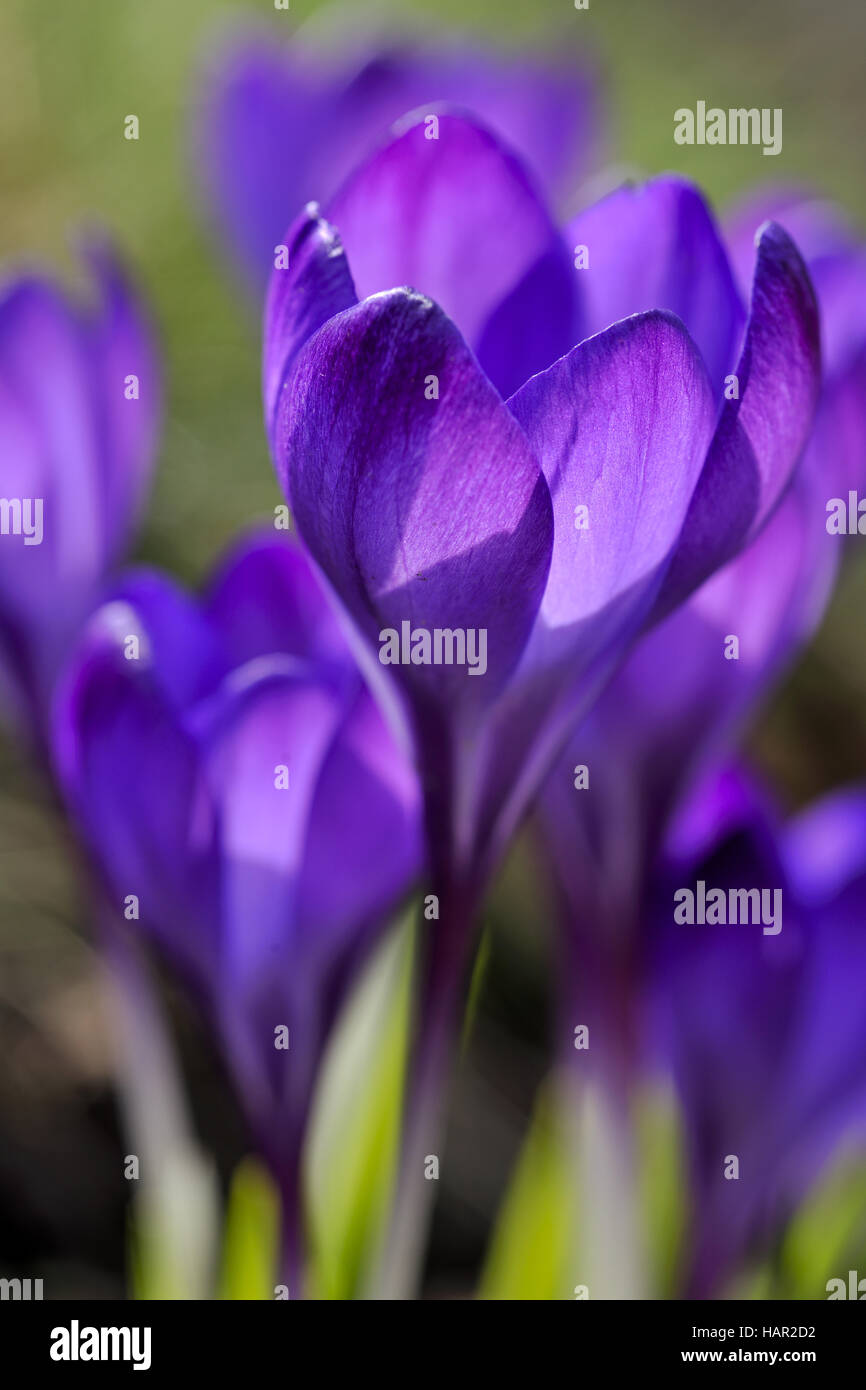 Krokus Stockfoto