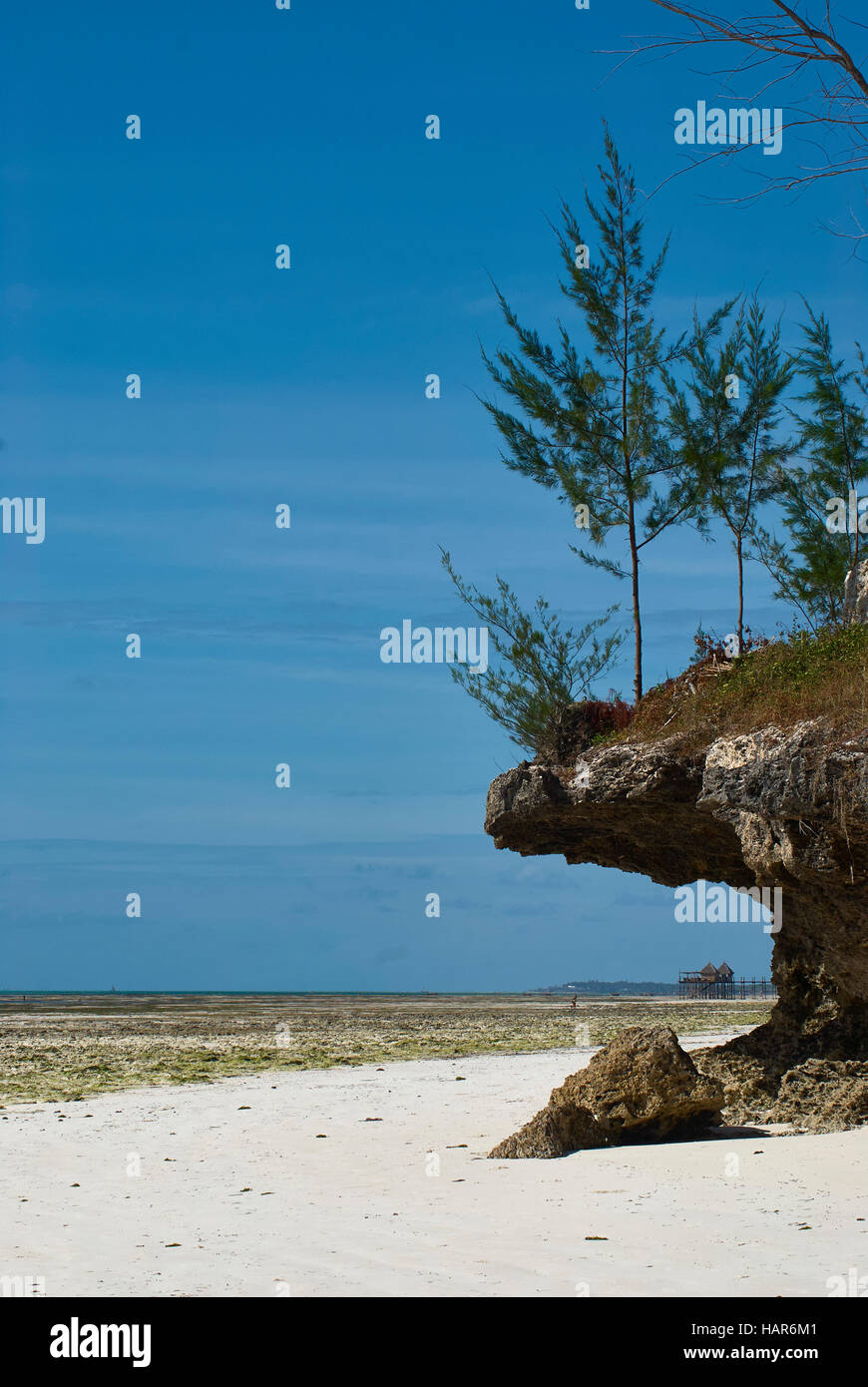 Bäume wachsen auf überhängenden Korallenstein Stockfoto