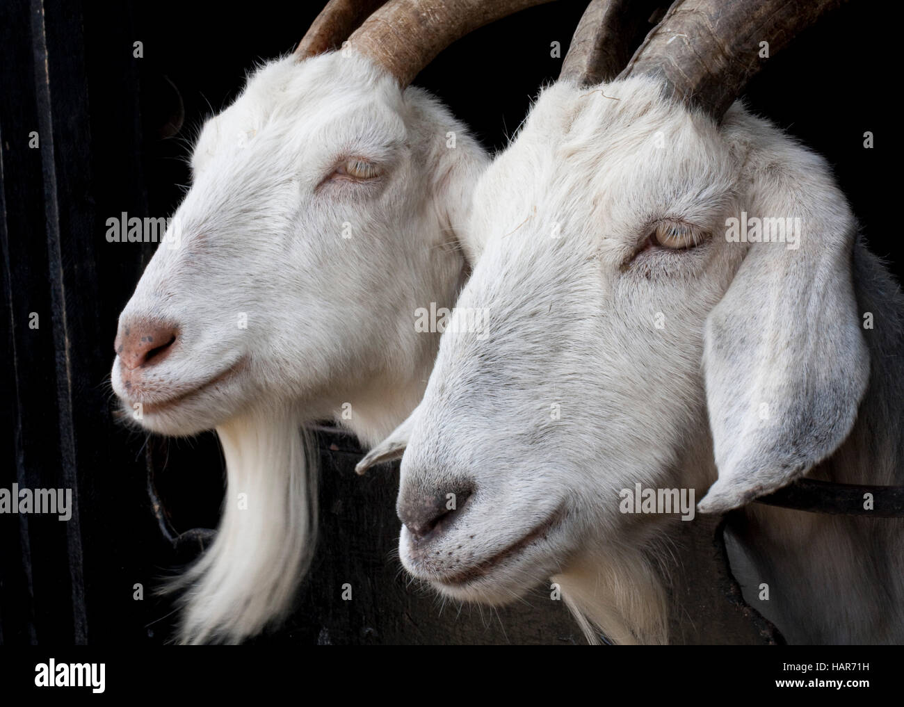 Zwei Ziegen schauen Sie links hinter der Kamera Stockfoto