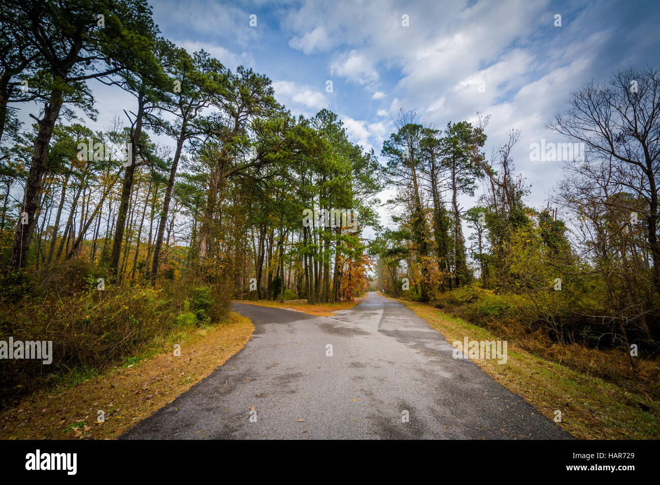 Die Wildlife Loop Road, im Chincoteague National Wildlife Refuge an Chincoteague Insel, Virginia. Stockfoto