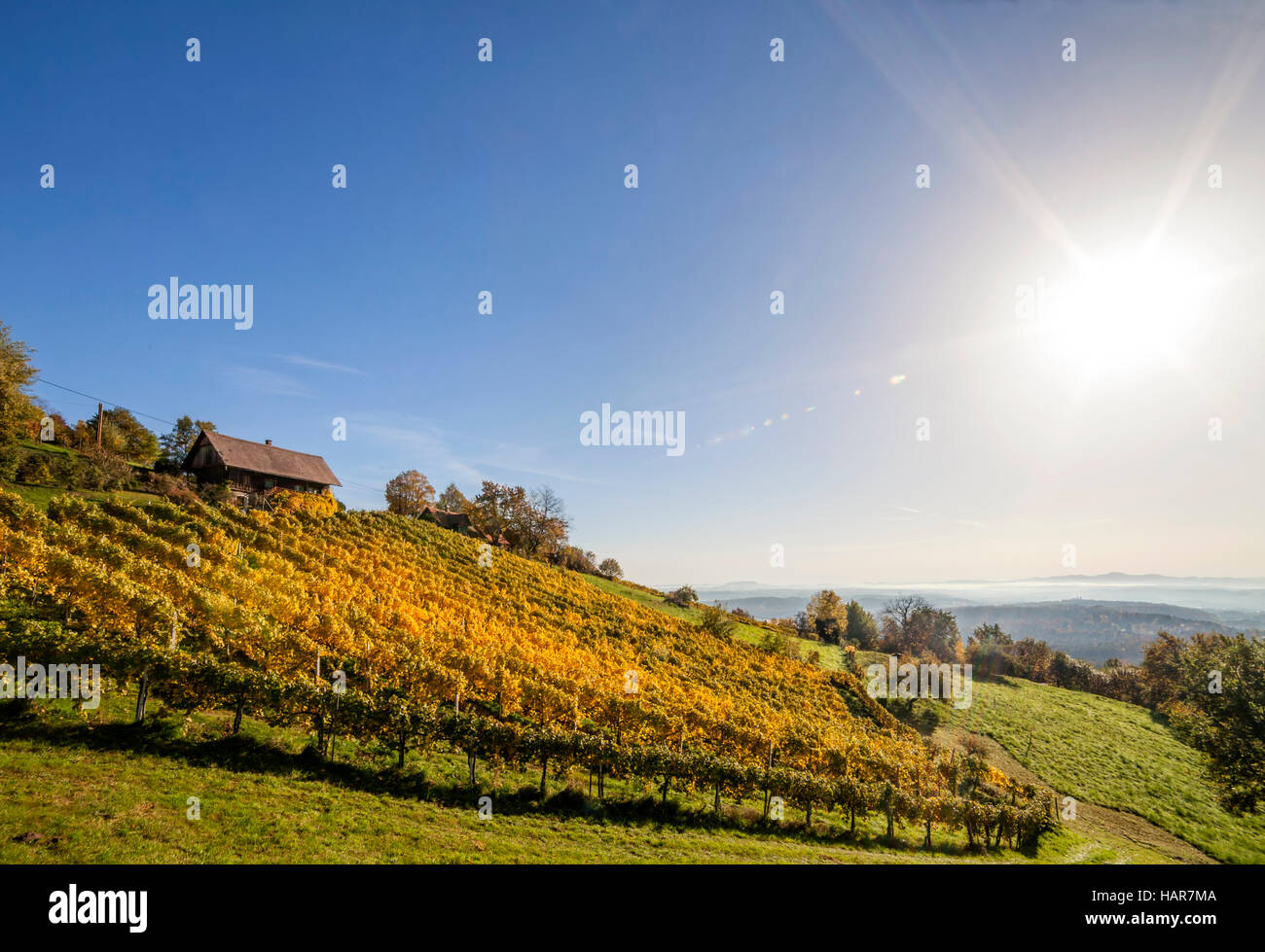 Weinberg auf Schilcher Wein Route mit einigen traditionellen alten Hütten in der westlichen Steiermark, Österreich Stockfoto