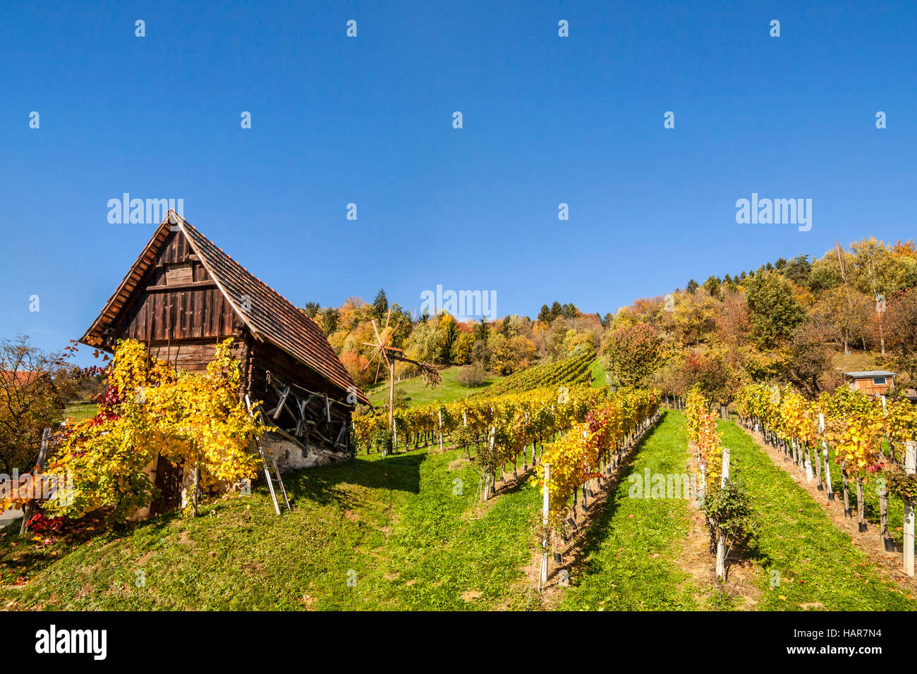 Weinberg auf Schilcher Wein Route mit traditionellen alten Hütte und Klapotetz Windmühle in der westlichen Steiermark, Österreich Stockfoto