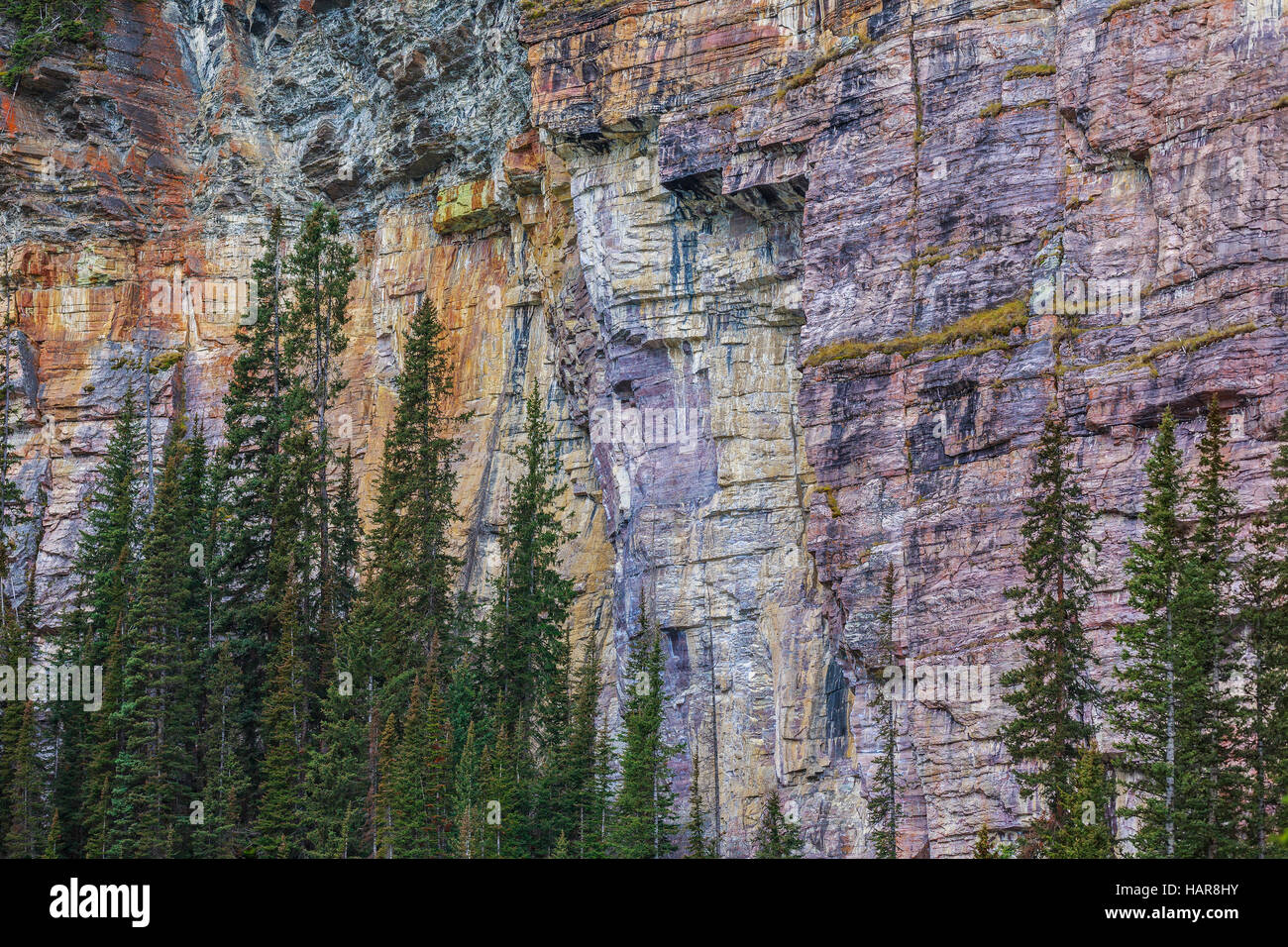 Klippen von Quarzit Felsen, Lake Louise, Banff Nationalpark, Alberta, Kanada. Stockfoto