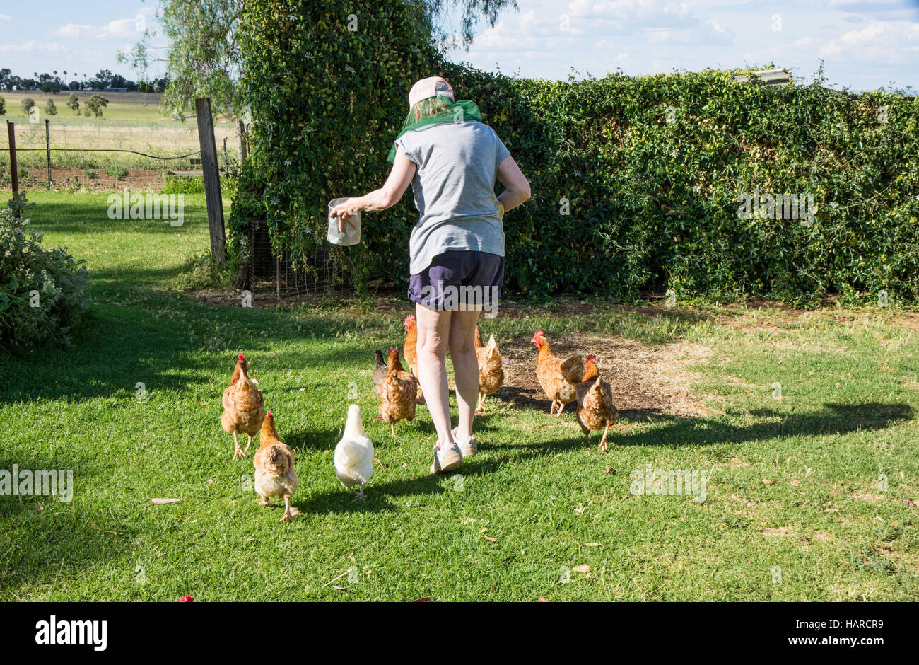 Hühner laufen zu Coop für die Beschickung Stockfoto