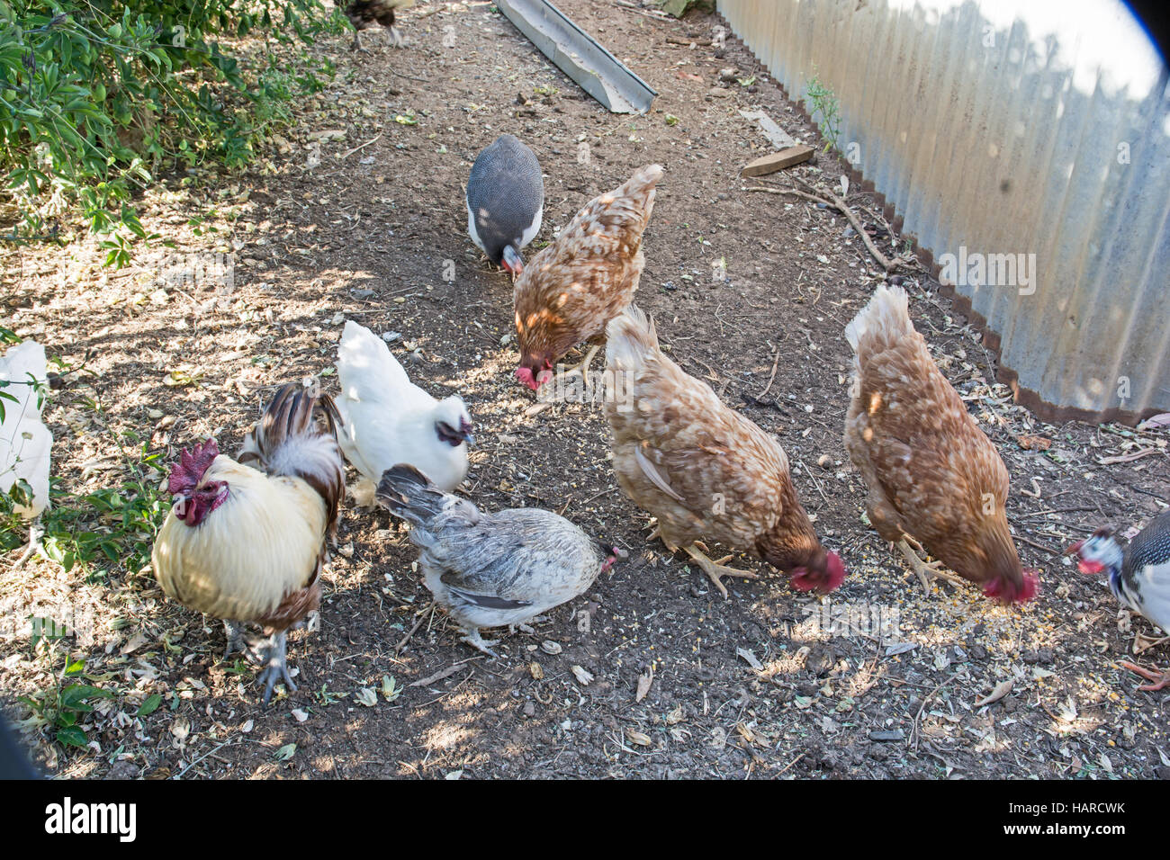Eine Vielzahl von Hühnern, die ernähren sich von Getreide Stockfoto