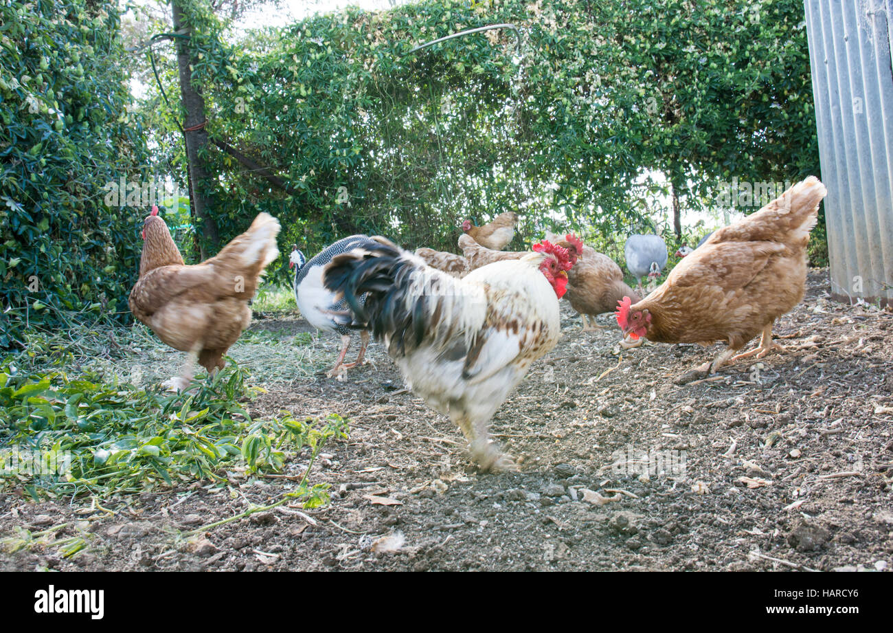 Hühner und einen Hahn ernähren sich von Getreide Stockfoto