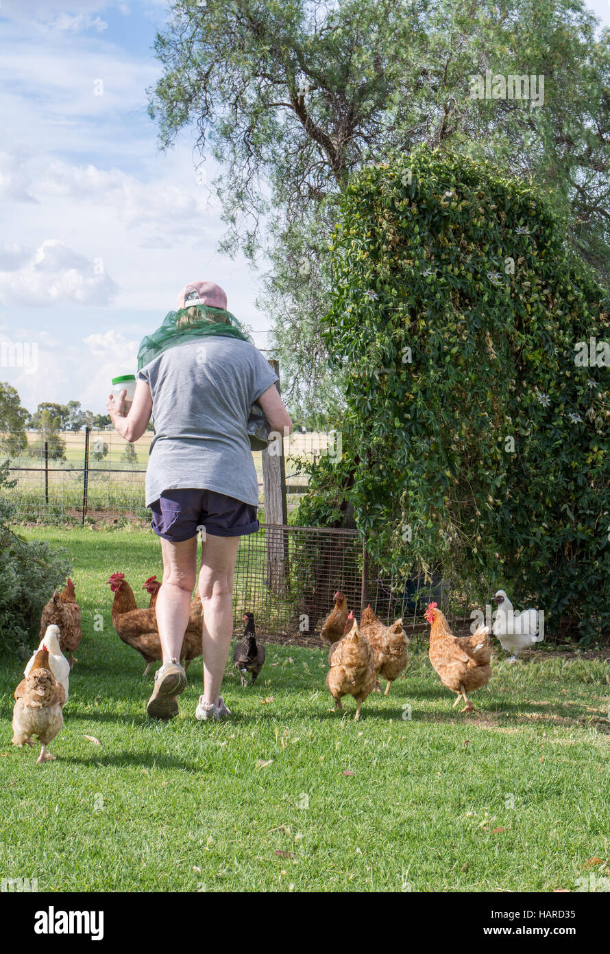 Hühner laufen zu Coop für die Beschickung Stockfoto