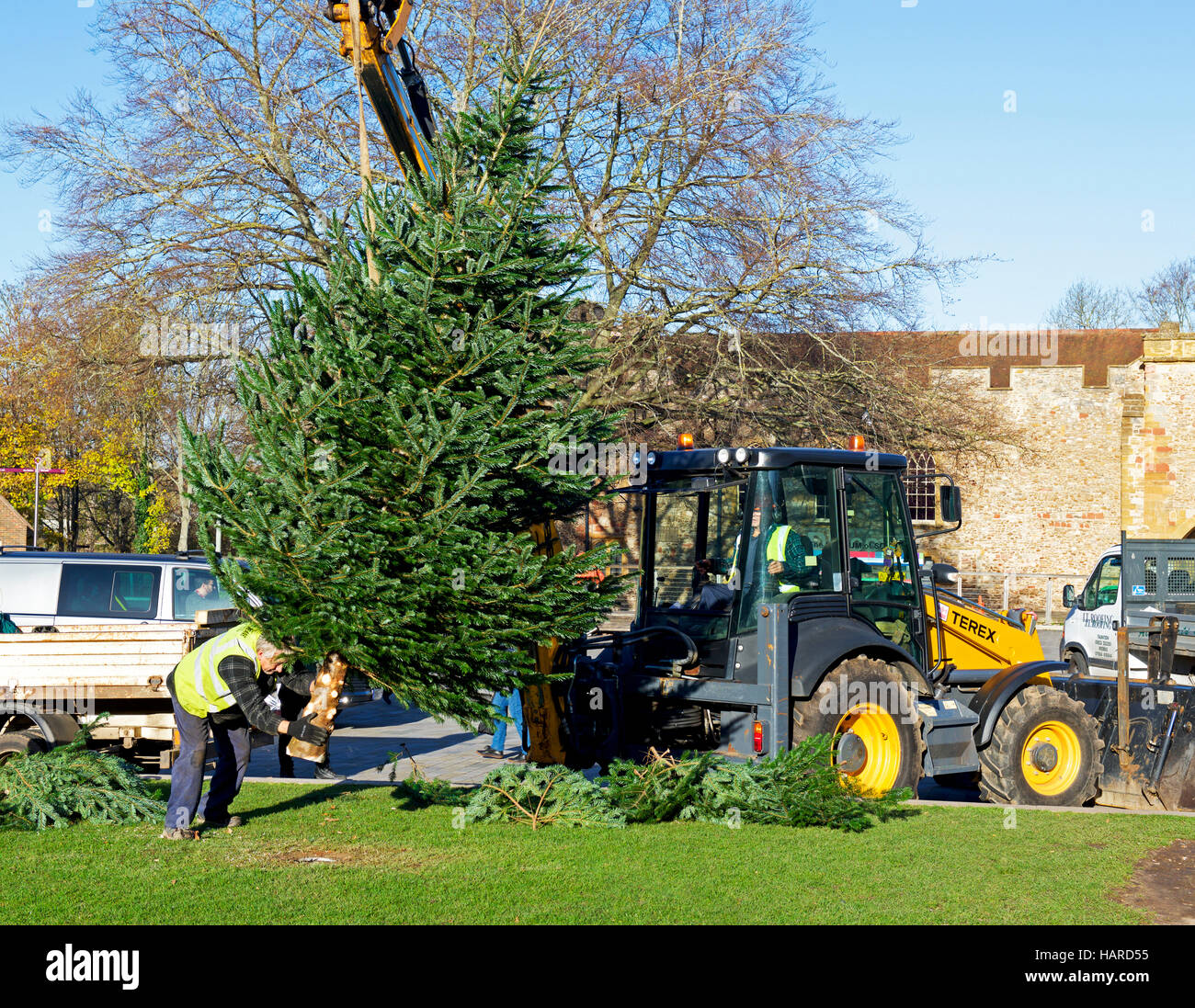 Des Rates Arbeiter Pflanzung Weihnachtsbaum, Taunton, Somerset, England UK Stockfoto