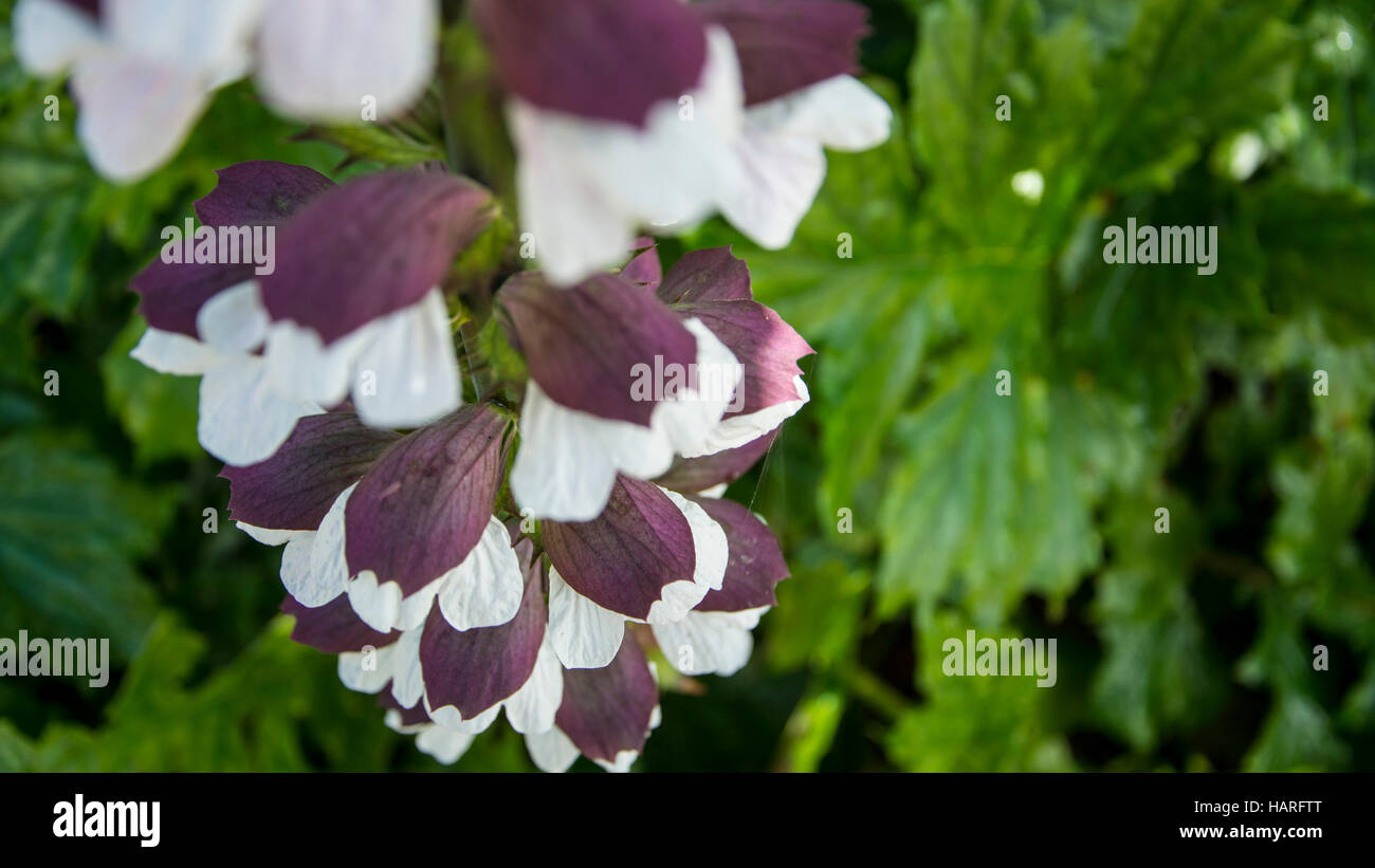 lila und weißen Blüten Blumen herunterfallen einer grünen Ranke Stockfoto