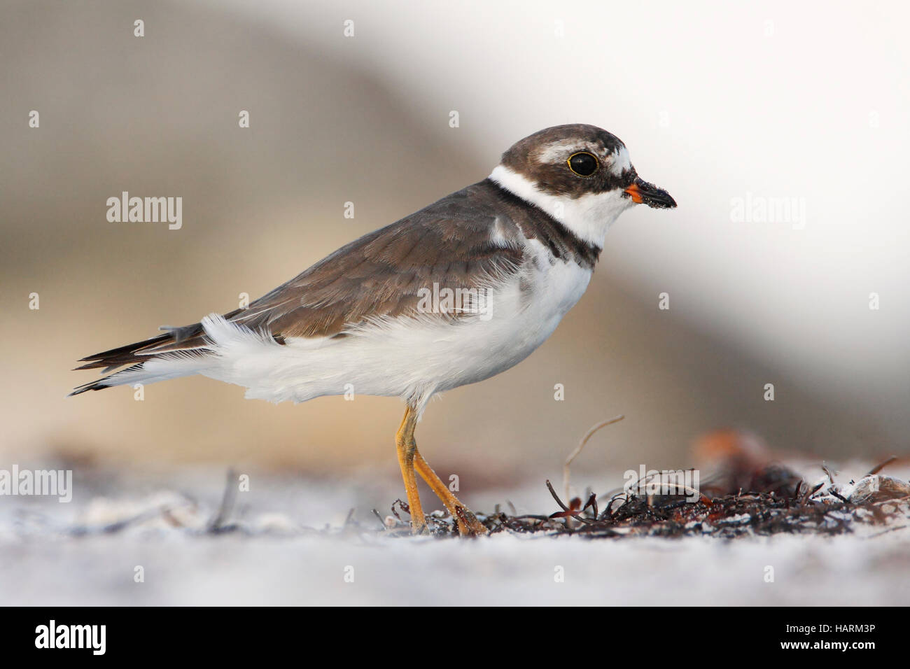 Semipalmated-Regenpfeifer (Charadrius Semipalmatus) am Strand, Curry Hängematte State Park, Florida, USA Stockfoto