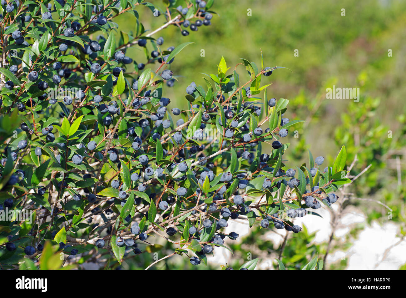 Myrtus Communis, die gemeinsame Myrte, mit Beeren im Herbst, Familie Myrtaceae Stockfoto