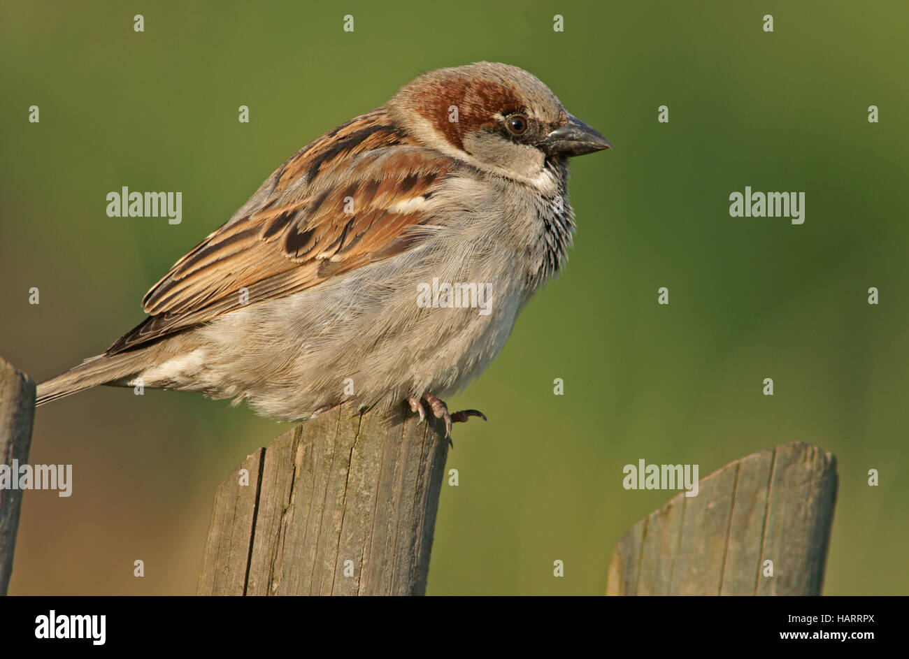 Haussperling Stockfoto