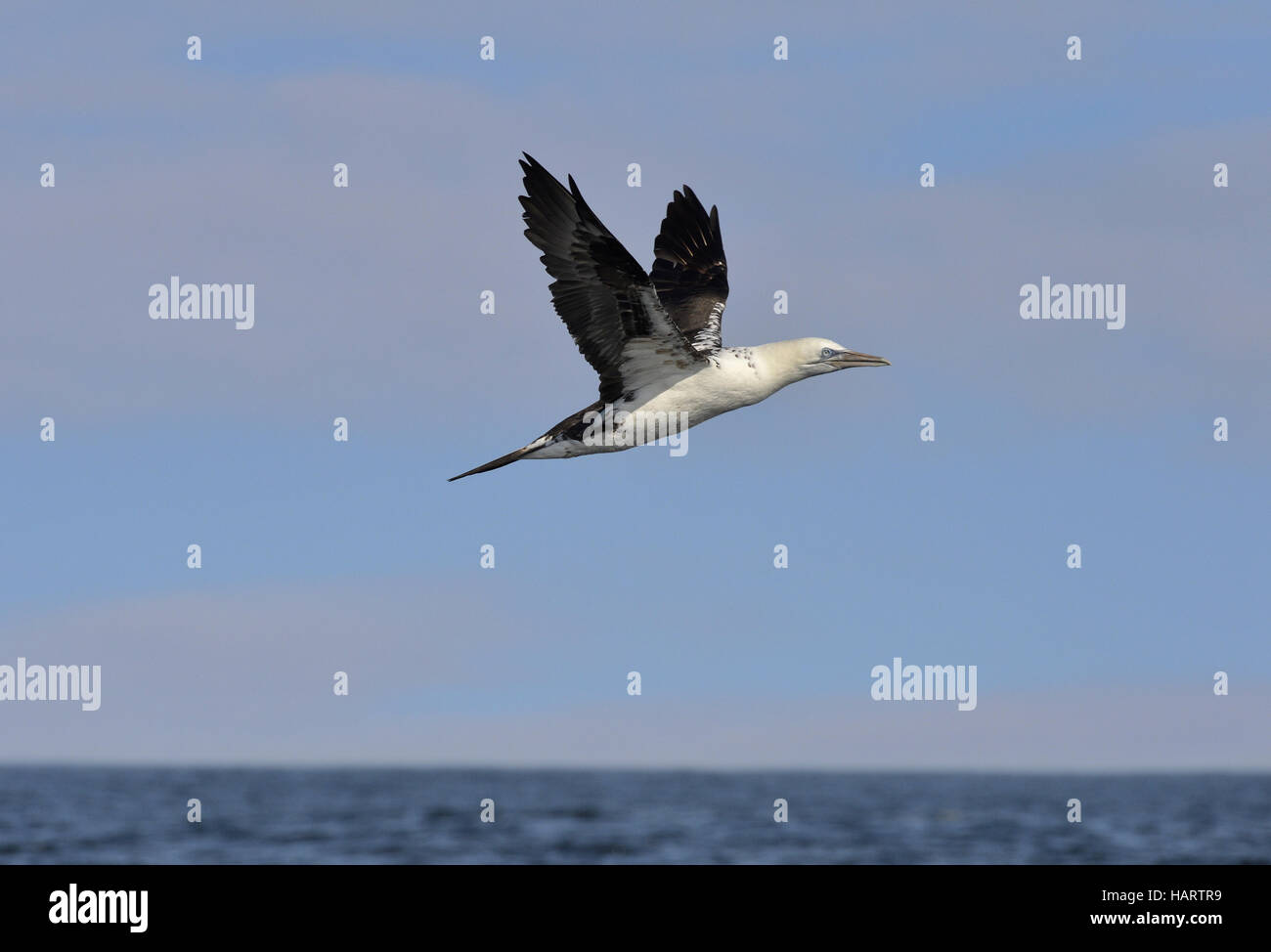 Tölpel - Morus Bassana - 2. Kalenderjahr Stockfoto