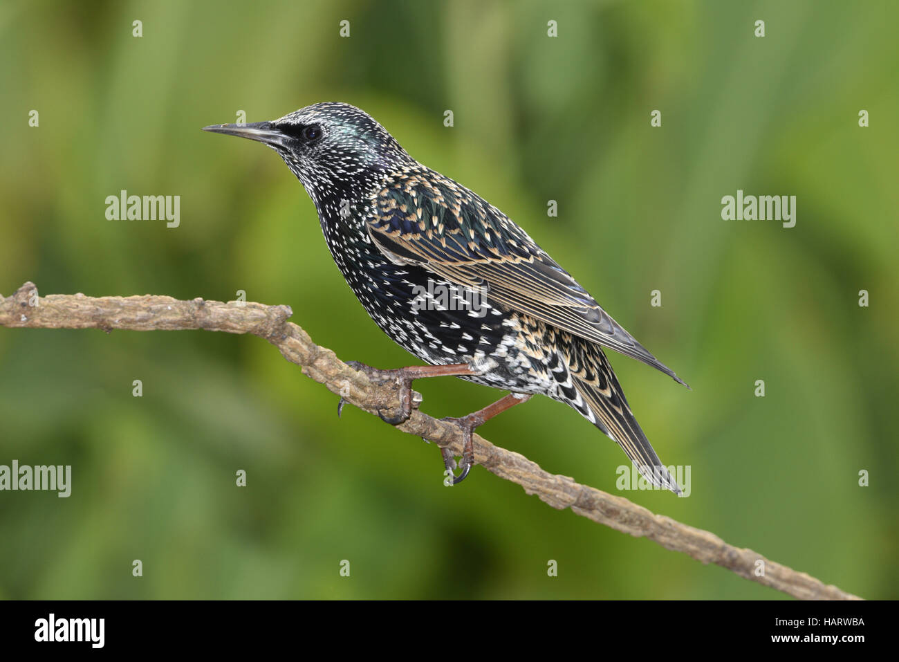 Starling - Sturnus vulgaris Stockfoto