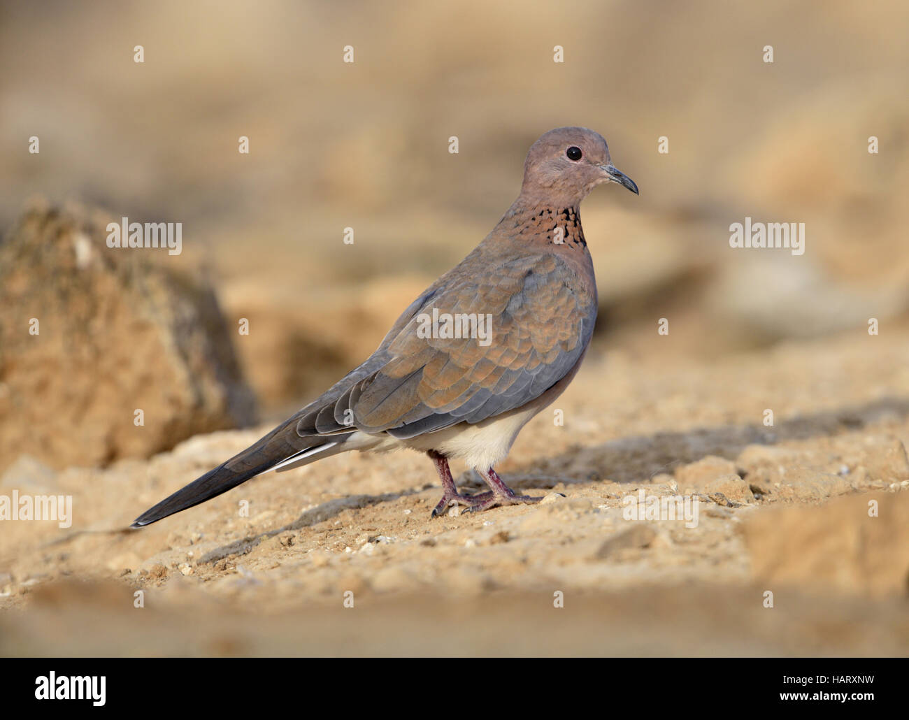 Lachende Taube Streptopelia senegalensis Stockfotografie Alamy