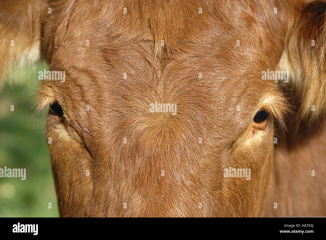 Kuh 2 - Kuh 2 Stockfoto