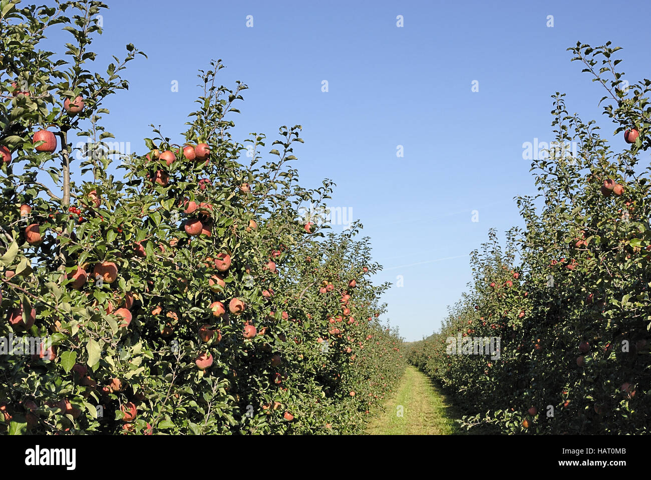 Apfelfeld 3-Apfel Feld 3 Stockfoto