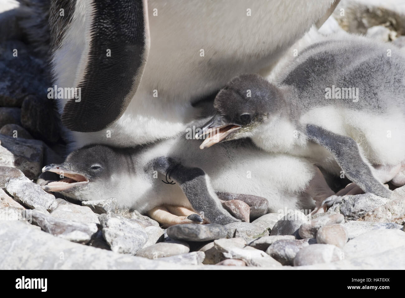 Gentoo Penguin Stockfoto