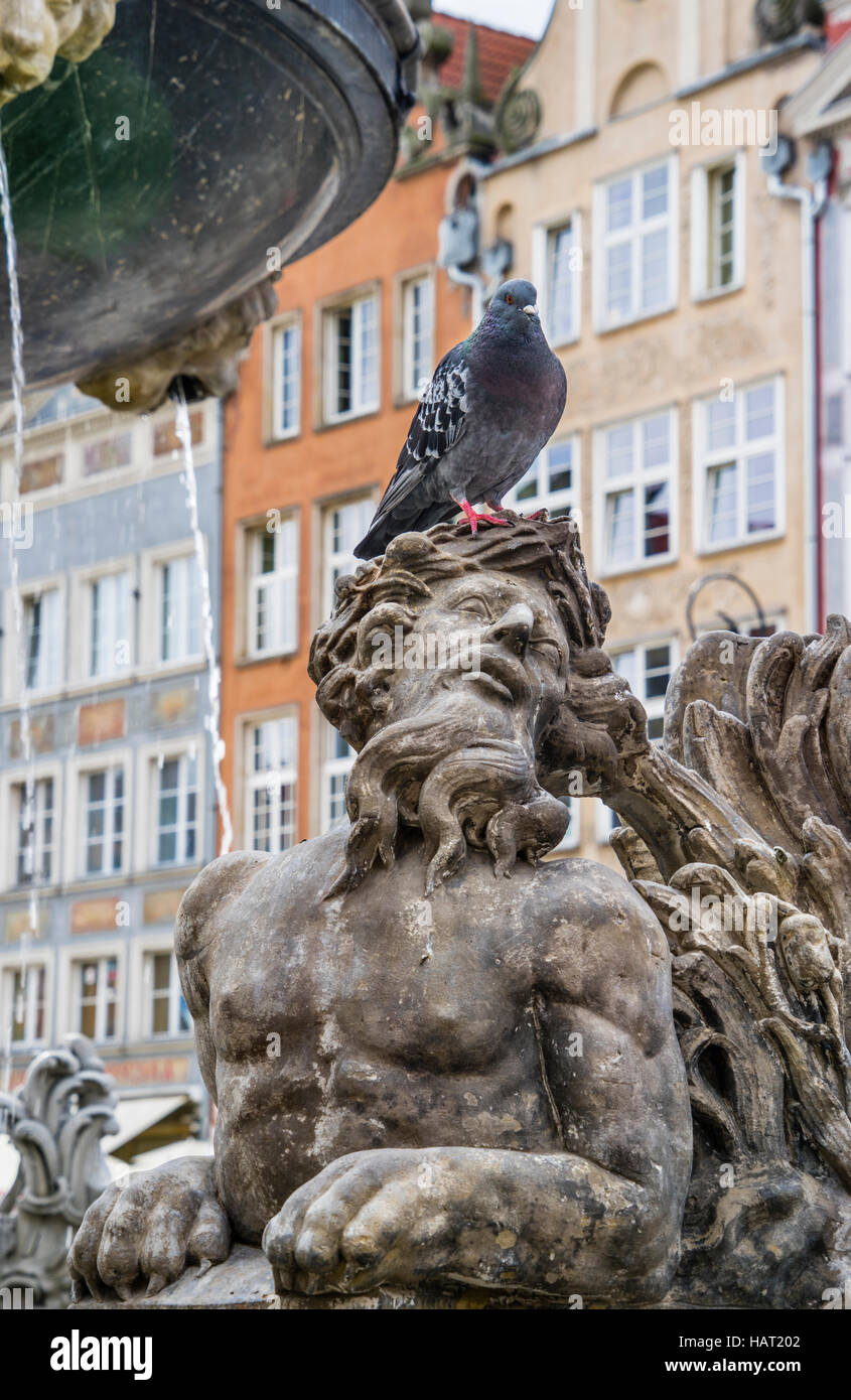 Polen, Pommern, Gdansk (Danzig), eine Pidgeon Sitzstangen auf die Skulptur einer mythologischen Kreatur am Neptunbrunnen, langer Markt Stockfoto