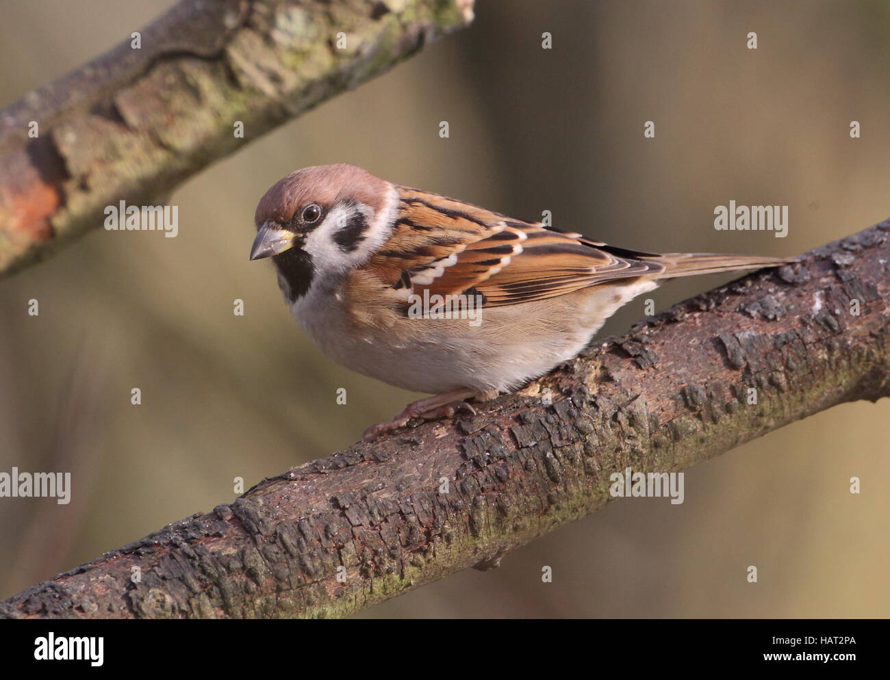 Feldsperling Stockfoto