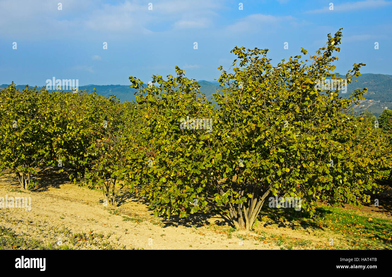 Haselnuss-Plantage, Tonda Gentile del Piemonte, Bergolo, Provinz Cuneo, Piemont, Italien Stockfoto