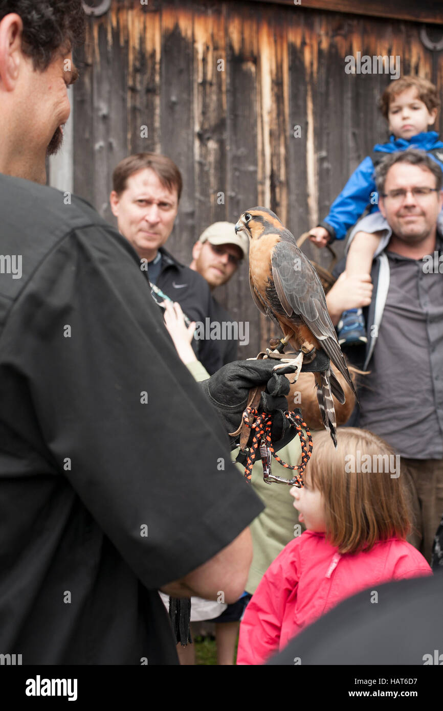 Silent Wings Raptor Reha und Bildung von New York präsentiert live Vogelschau bei Austerlitz, NY Blueberry Festival. Stockfoto