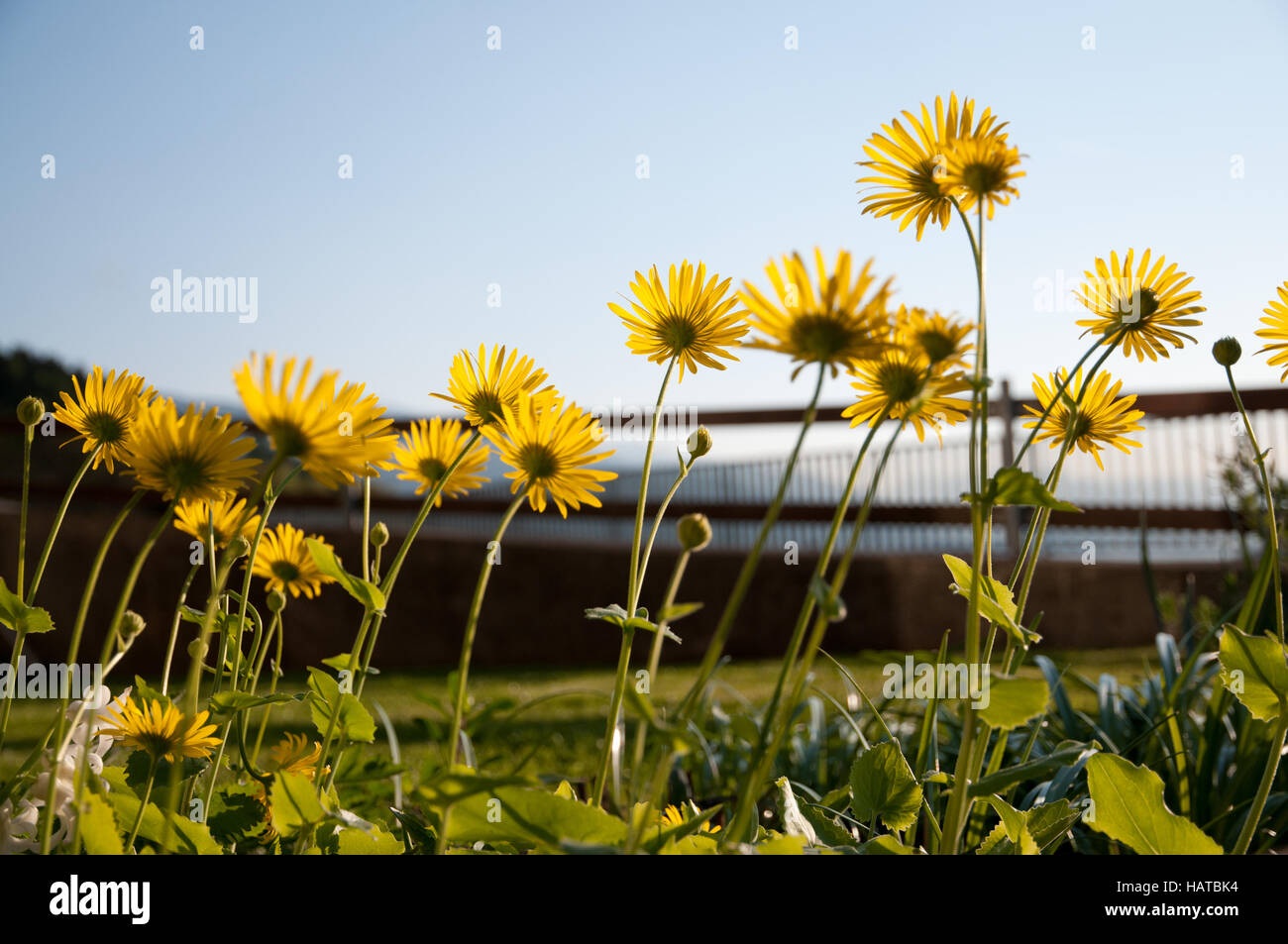 gelbe Blumen Stockfoto