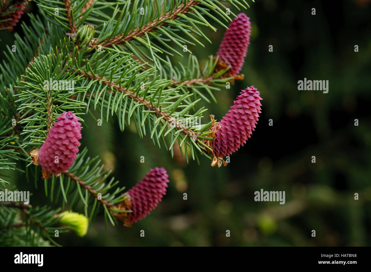 Picea Abies - gemeinsame Fichte Stockfoto