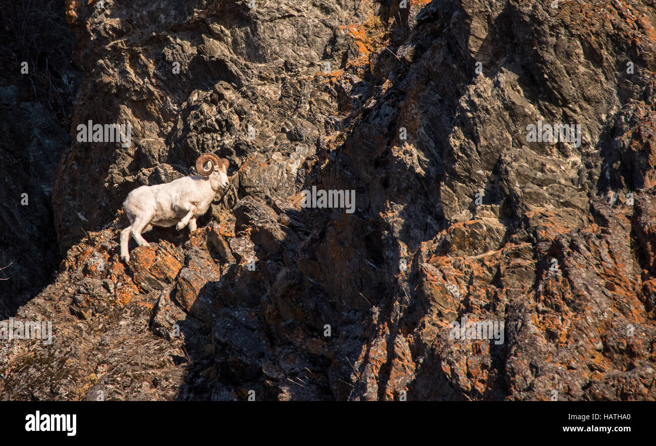 Dall Schafe Ewe entlang der Klippen während der Brunft-Saison Stockfoto