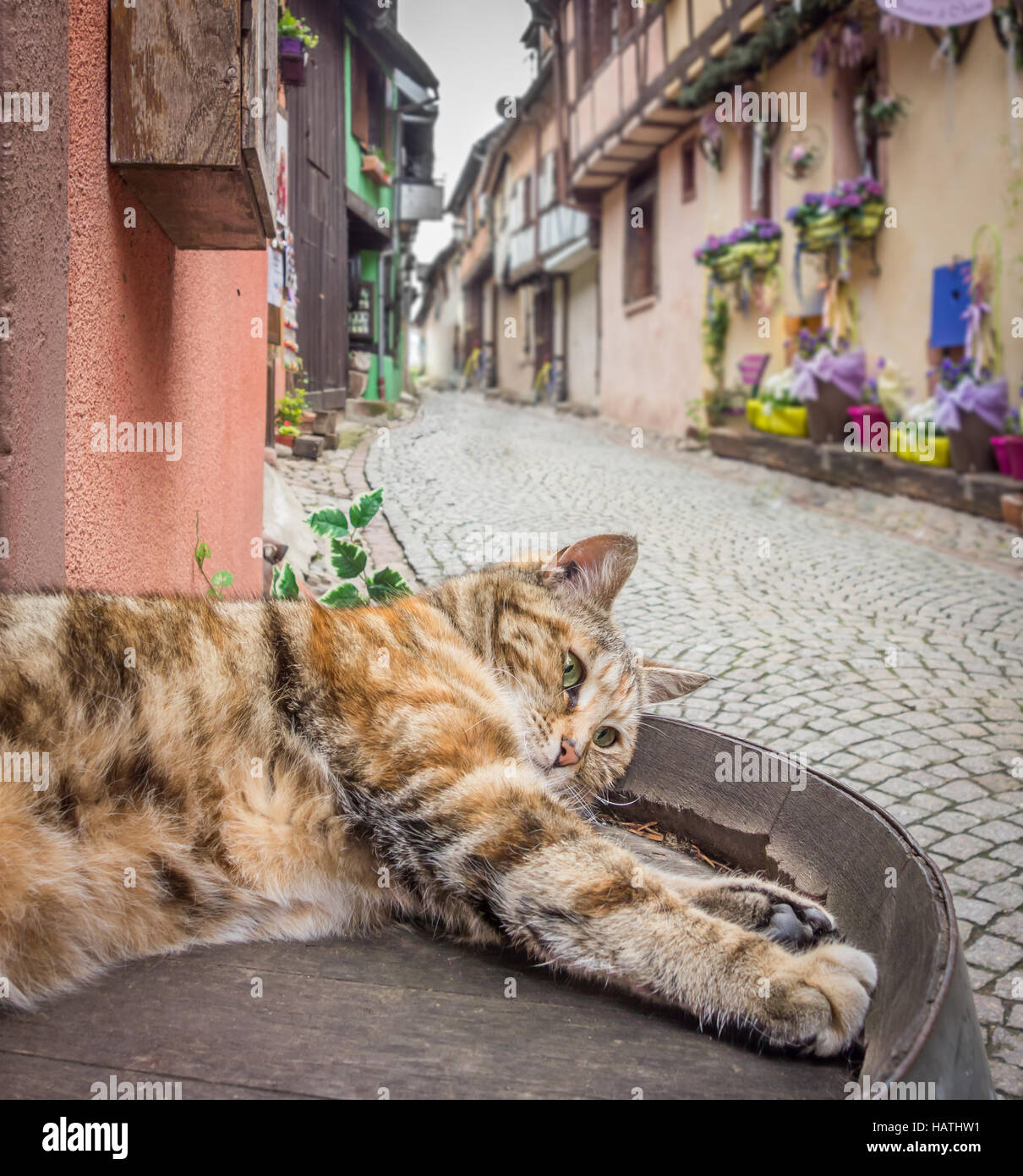 Eine faule Katze, weitläufige in einer malerischen Straße in Riquewihr, Frankreich. Stockfoto