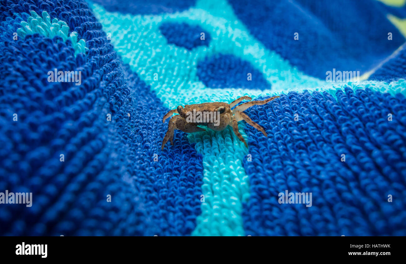 Makroaufnahme einer winzigen braunen Krabbe quer durch ein blaues Handtuch. Stockfoto