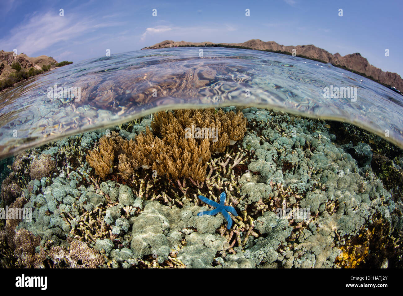 Eine gesunde Reihe von Korallen wächst im flachen Wasser im Komodo National Park. Diese Region ist bekannt für seine hohe Artenvielfalt. Stockfoto