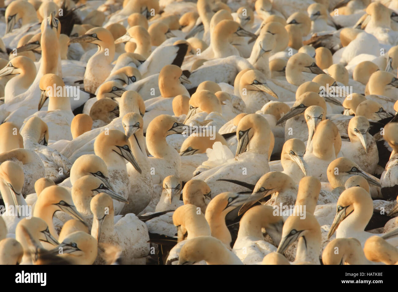 Cape Gannet-Kolonie-Südafrika Stockfoto
