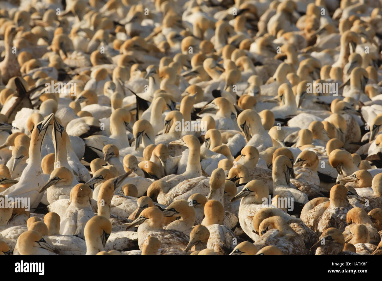 Cape Gannet-Kolonie-Südafrika Stockfoto
