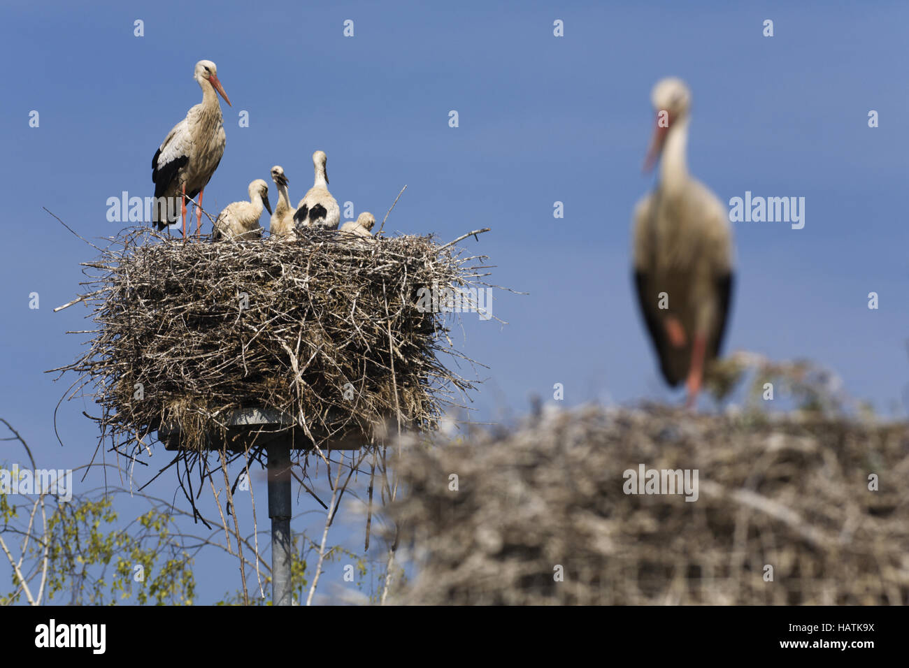 Weissstorch (Ciconia Ciconia), weißer Storch Stockfoto