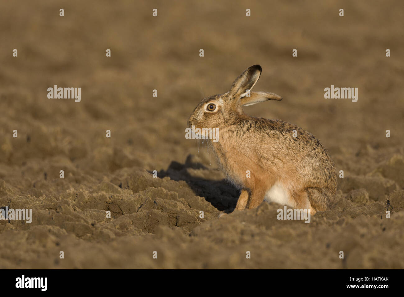 Feldhase, (Lepus Europaeus), Feldhase Stockfoto